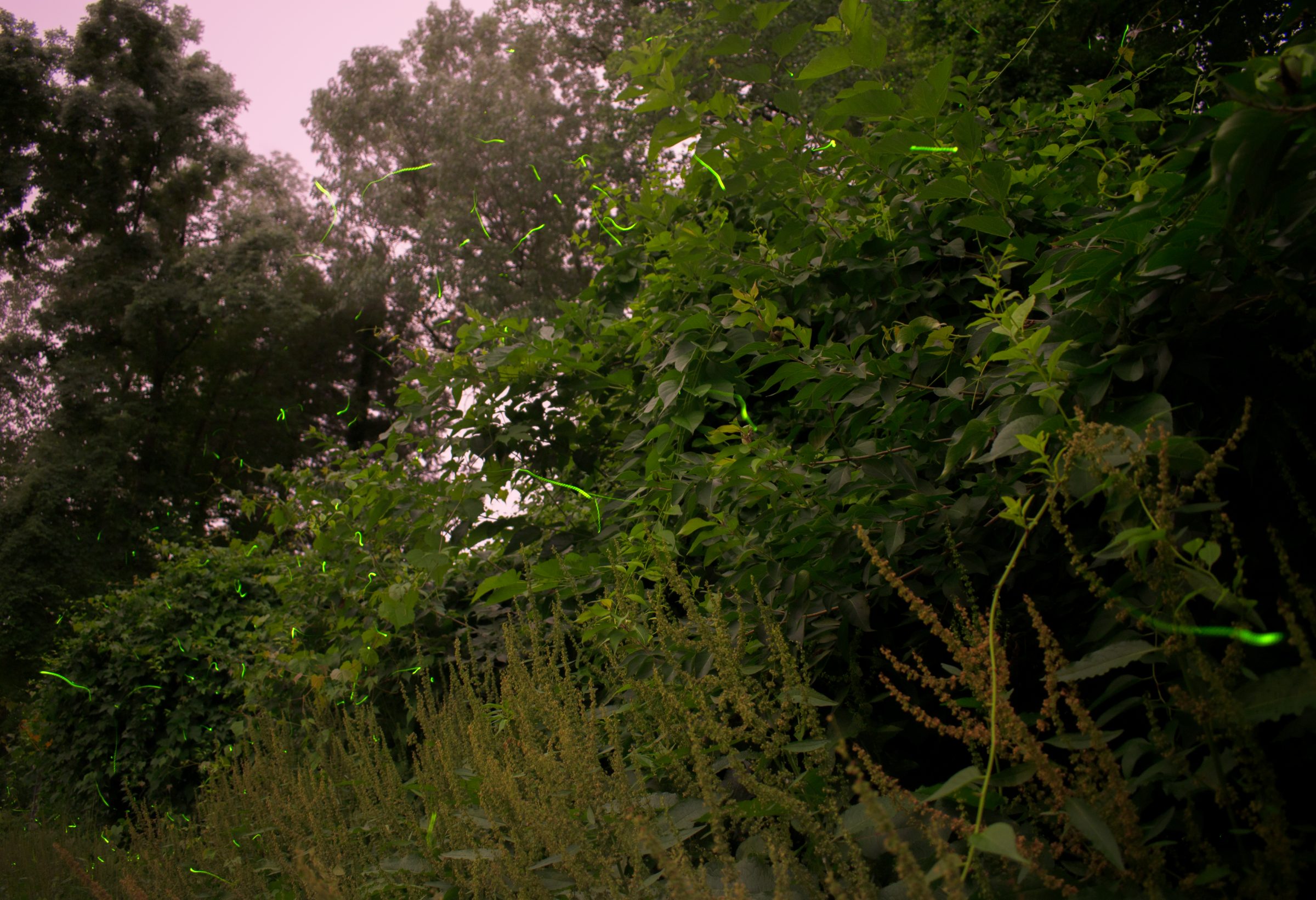 Fireflies streaking green trails through dense summer foliage under a pink dusk sky.