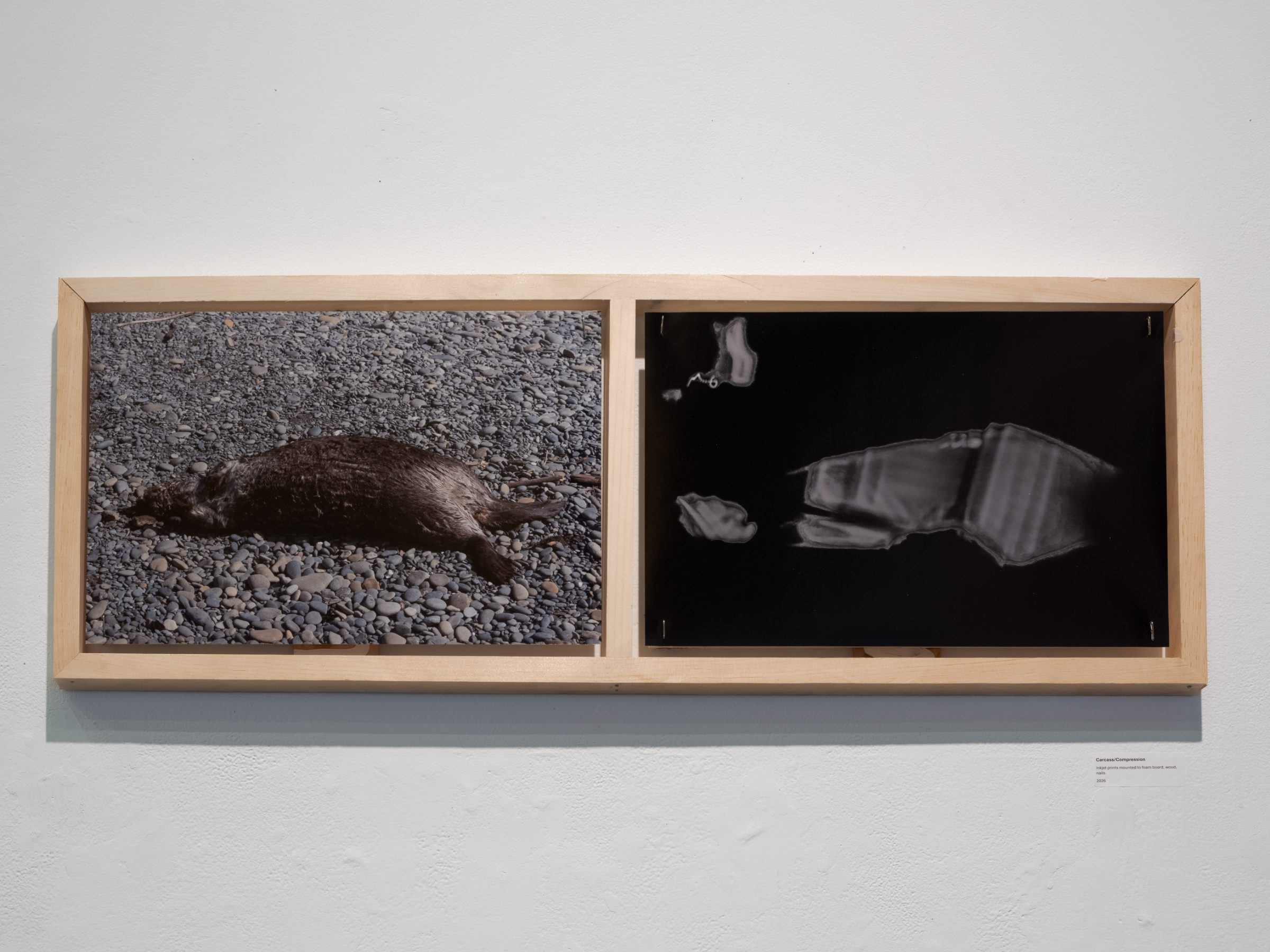 A diptych in a long wooden frame: a dead otter on grey beach stones on the left, and a ghostly photogram of a crushed can on black on the right.