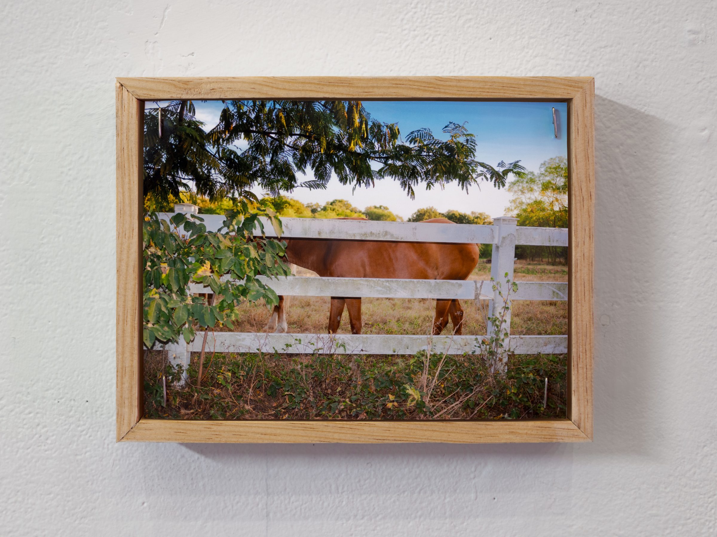 Detail: a framed color photograph of a brown horse behind a white wooden fence at the edge of a field.