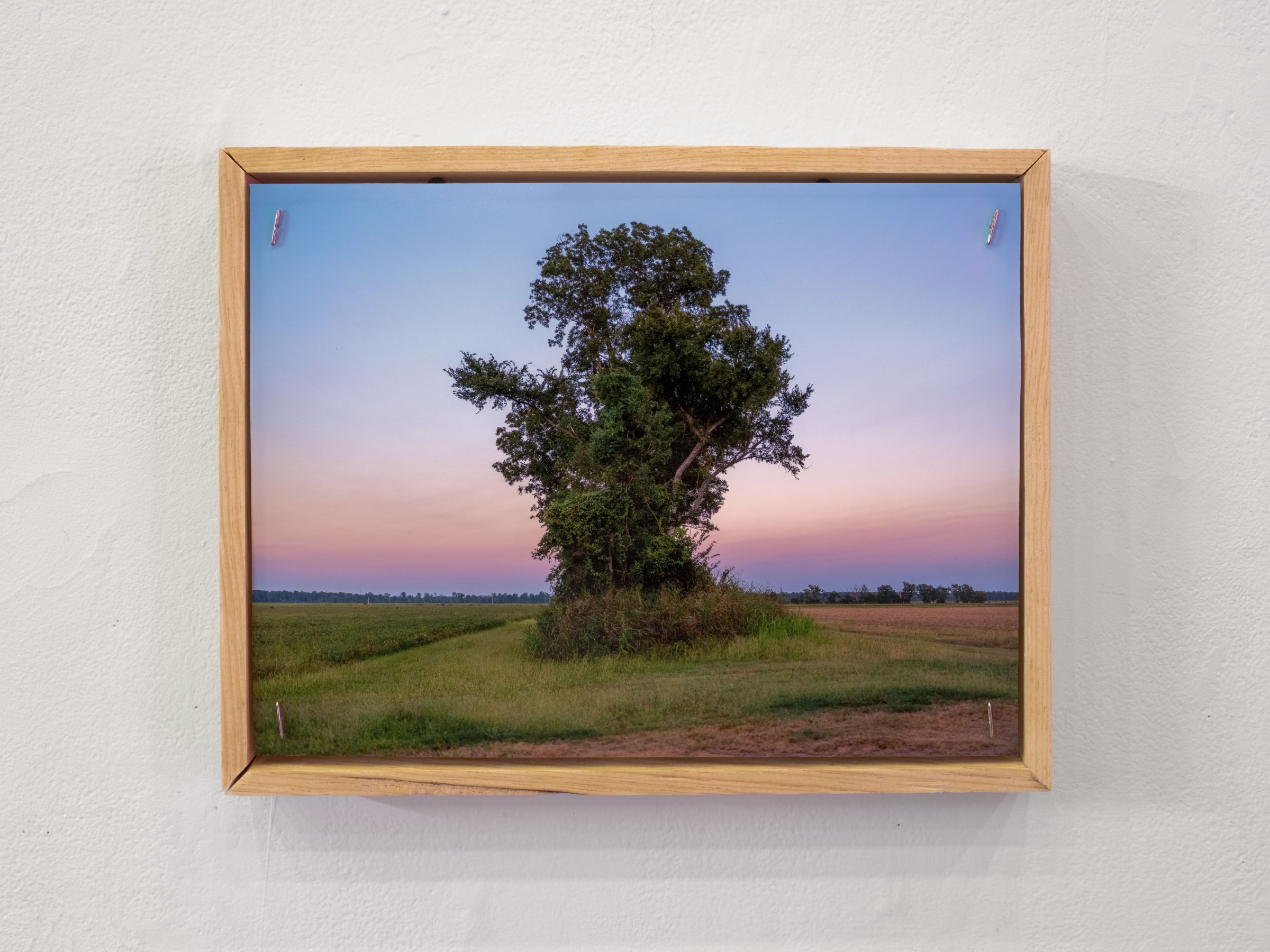 Detail: a framed color photograph of a single tree in a field under a pink-and-blue dusk sky.